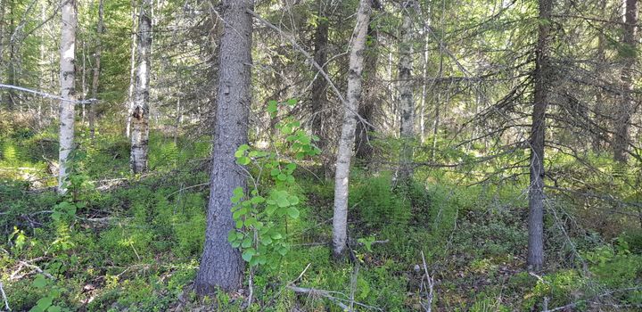 Suomalainen talousmetsä on monimuotoinen