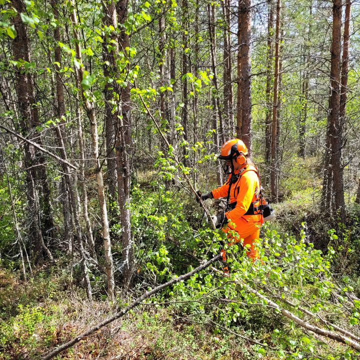 Luonnonhoitoa tehdään osana toimenpiteitä