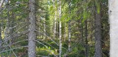 Talousmetsät muuttuvat koko ajan monimuotoisemmiksi