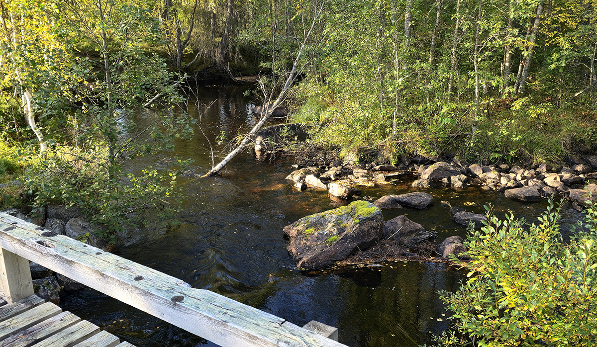 Luonnonhoito on vakiintunut osa metsäammattilaisten työnkuvaa
