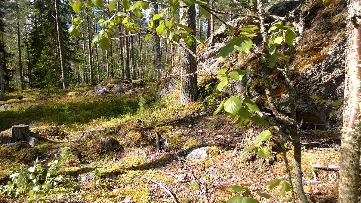 Metsähallitus esittää uusia suojelualueita valtion maille