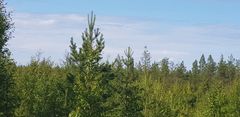 Avohakkuu muuttaa lajistoa