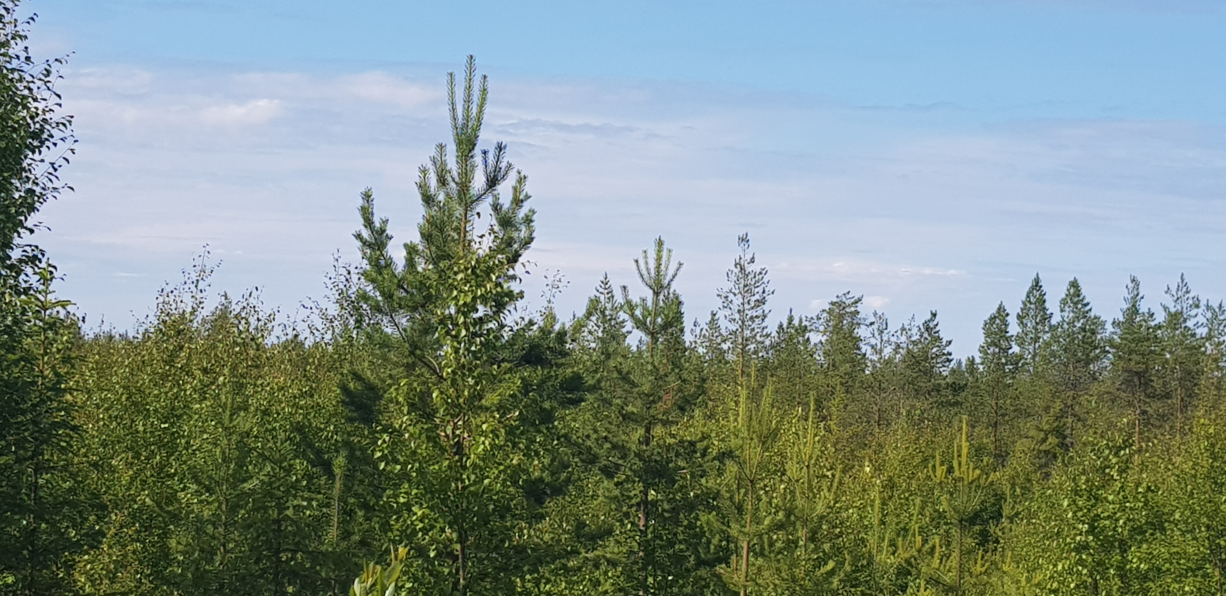 Nature-lehden tutkimus: Avohakkuut muuttavat metsien lajistoa merkittävästi