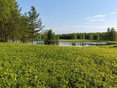 Ennallistamista voi tehdä raivaamalla uutta niittyä