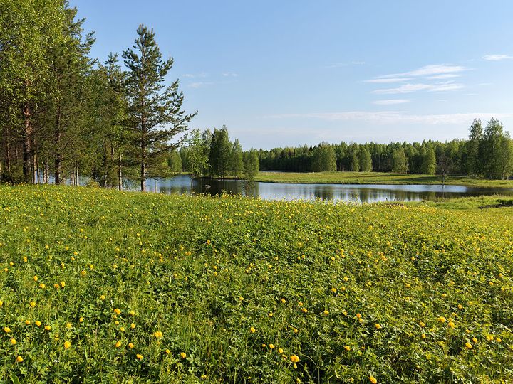 Ennallistamista voi tehdä raivaamalla uutta niittyä
