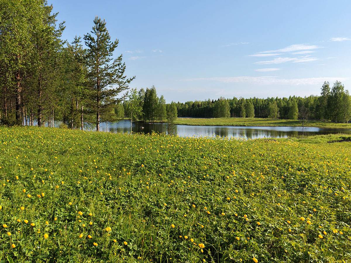 Metsäammattilaiset painottavat vapaaehtoisuutta luonnon ennallistamisessa