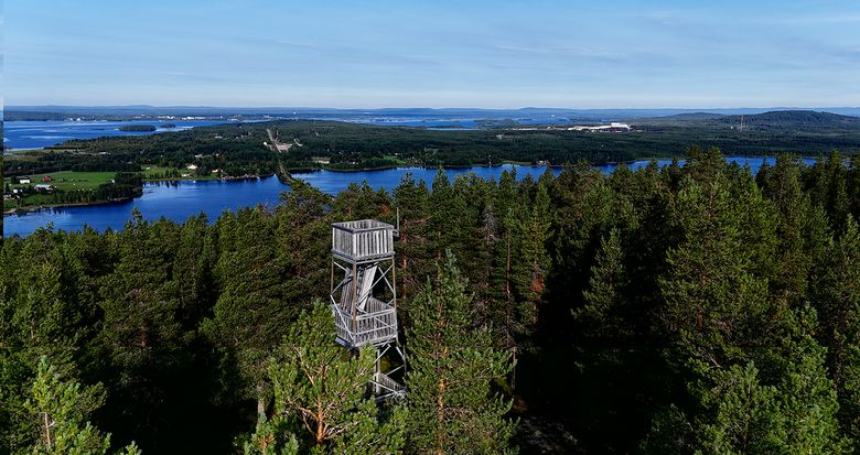 Metsäammattilaisten näkemys kantaa horisonttiin