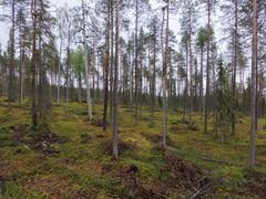 HCV metsä Lampi-Kaakkurivaarassa