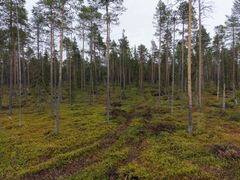 HCV Metsä Lapi-Kaakkurivaarassa