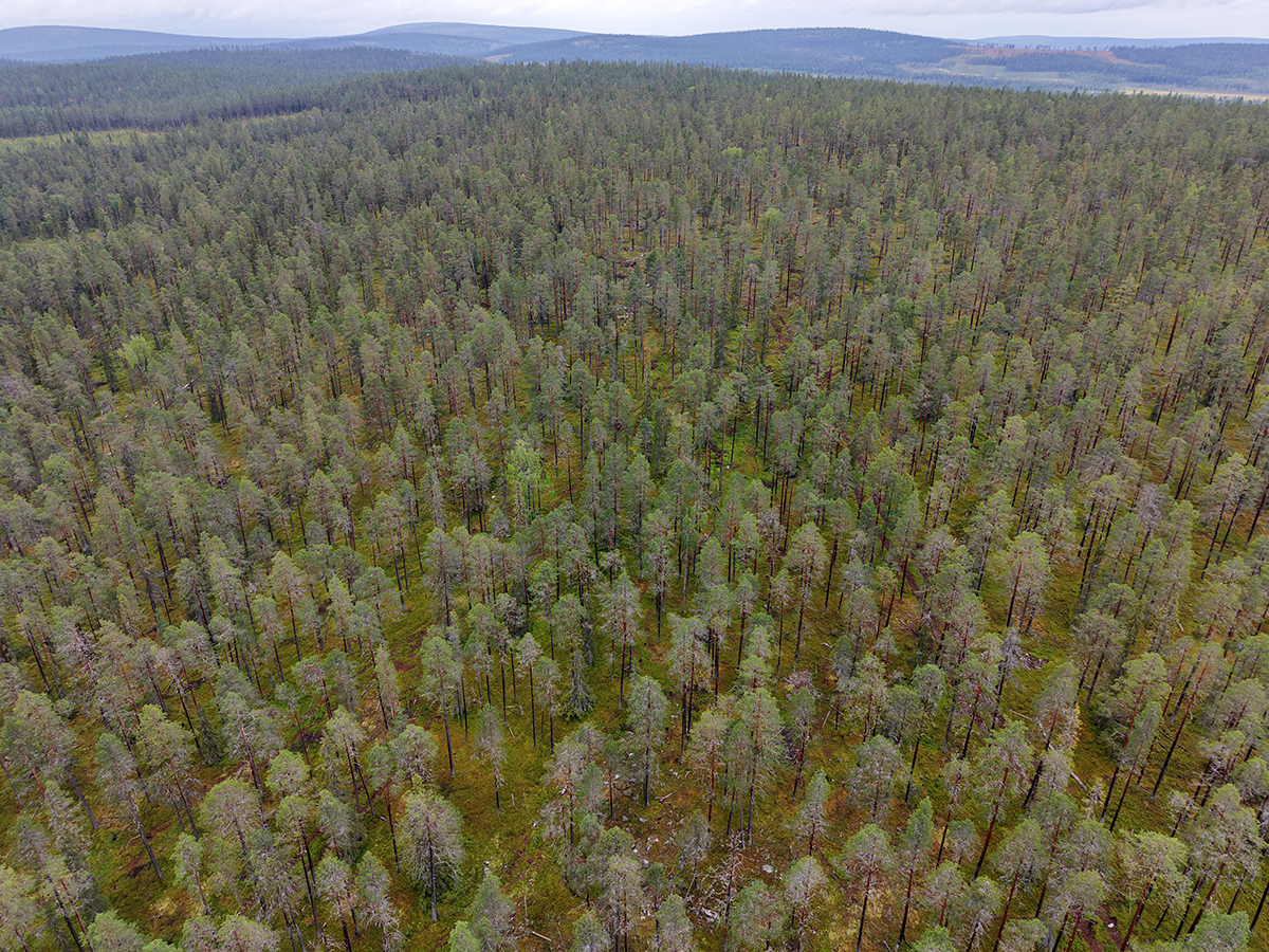 FSC-sertifioinnin tulkinnat estävät puukauppoja suojeluarvoalueilla