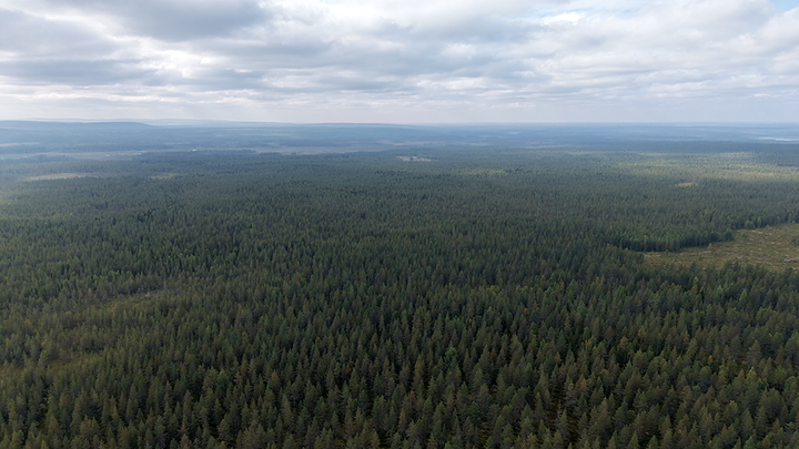 Osaran aukeat ovat peittyneet metsän alle