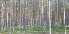Hakkuurajoitukset johtavat ylitiheiden riukumetsien lisääntymiseen