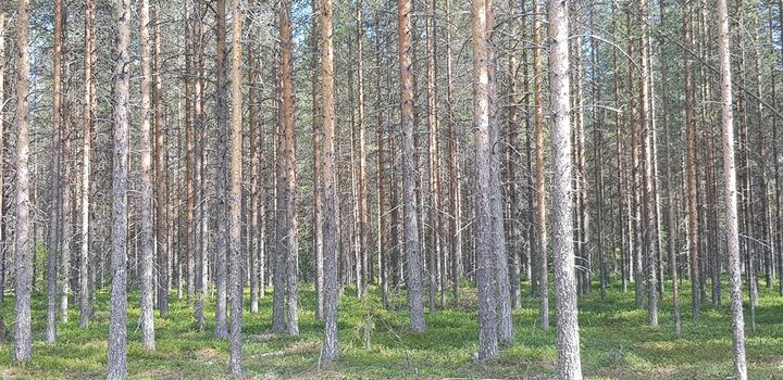 Hakkuurajoitukset johtavat ylitiheiden riukumetsien lisääntymiseen