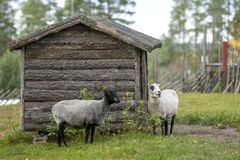 Eläinpuiston kotieläintila eli Farmi on monen lapsen suosikki. Farmilla voi rapsutella lampaita, leikkiä perinneleikkejä ja tutustua maalaistalon askareisiin. Lehmät, vuohet ja lampaat kuuluvat suomalaisiin alkuperäisrotuihin.