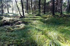 Myllytilan metsän suojeluarvoa nostaa metsässä sijaitseva lähde.