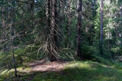 Puut voivat kasvaa kookkaiksi hyvin lähellä toisiaan. Maisemassa on nähtävissä luonnonmetsän merkkejä.