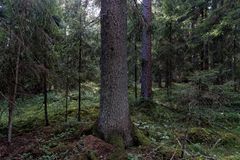 Käsittelemättömässä metsässä luonnon kiertokulku on selvästi havaittavissa. Uutta ja vanhaa puuta kasvaa vieri vieressä.