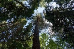 Myllysillan tilan metsässä isot männyt ja kuuset kurottavat korkeuksiin.