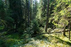 Someron Myllysillan tilan metsässä on valoa ja varjoa.