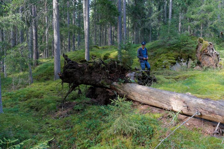 Suojametsä säätiön hallituksen puheenjohtaja Lasse Kallioniemi Myllysillan tilan metsässä Somerolla. Järeä kuusi on kellahtanut omia aikojaan. Uutta puuta kasvaa luontevasti vapautuneeseen aukkoon.