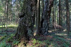 Nämä Myllysillan koivut ovat saavuttaneet koivuille korkean iän. Maassa on varvikkoa ja ketunleipää eli käenkaalia. Ketunleipä on lehtomaisten kankaiden indikaattorilaji.