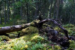 Luonnontilaisessa metsässä on kerroksellisuutta ja monen ikäistä puustoa. Myllysillan tilan metsää.