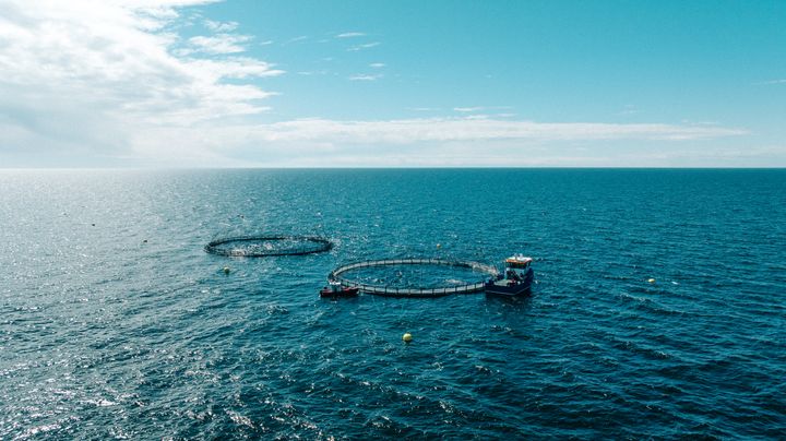 Aurinko paistaa puolipilviseltä taivaalta. Kuvan keskiosassa on kaksi kirjolohen kasvatuskassia avomerellä, niiden edessä kaksi alusta: yksi pienempi ja yksi suurempi.