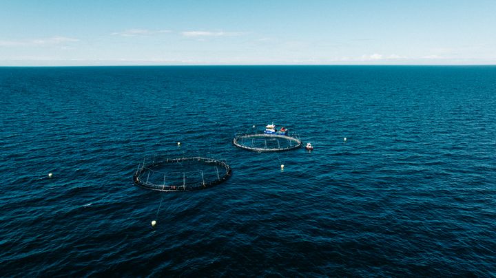 Nordic Trout kasvattaa Kalaneuvokselle kalaa avovedessä. Kuvassa kaksi avomeriallasta noin kymmenen kilometrin päässä Kaskisten rannikosta.